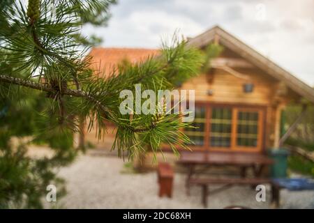 spruce branch on the background of a blurred wooden house Stock Photo