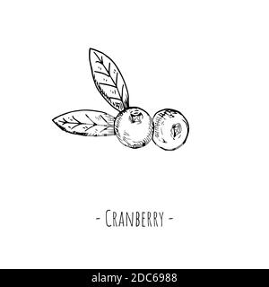 Cranberry. Isolated objects on white. Vector cartoon illustration. Hand-drawn style. Stock Vector