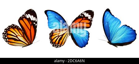 three butterflies with blue yellow wings isolated on white Stock Photo ...