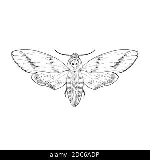Death's head hawk moth. Vector illustration. Hand-drawn style. Stock Vector