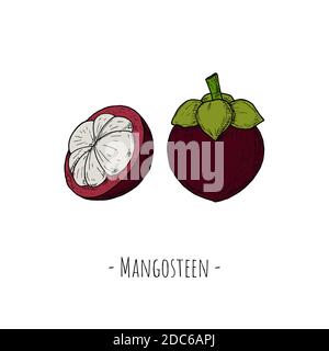 Mangosteen. Vector cartoon illustration. Isolated objects on a white background. Hand-drawn style. Stock Vector