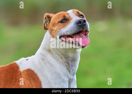 portrait of a purebred american pitbull terrier dog smiling with his tongue out while playing and having fun running around the field. copy space Stock Photo