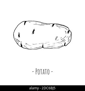 Potato. Isolated object on a white background. Vector illustration. Hand-drawn style. Stock Vector