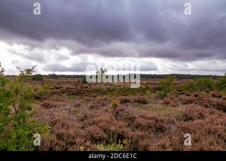 heather fields on national park de veluwe in holland Stock Photo