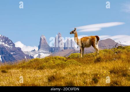 Guanaco (Lama guanicoe) by the Torres del Paine towers in in Torres del Paine National Park, Ultima Esperanza, Patagonia, southern Chile Stock Photo