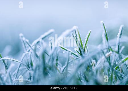 Blue pine branches. Frozen evergreen pine branch on one of the first cold mornings. Hoar frost on the young green fir tree branch, needles close-up Stock Photo