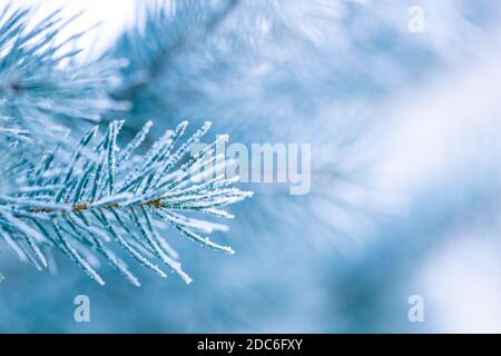 Blue pine branches. Frozen evergreen pine branch on one of the first cold mornings. Hoar frost on the young green fir tree branch, needles close-up Stock Photo