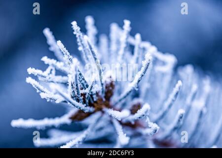 Blue pine branches. Frozen evergreen pine branch on one of the first cold mornings. Hoar frost on the young green fir tree branch, needles close-up Stock Photo