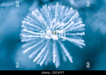 Blue pine branches. Frozen evergreen pine branch on one of the first cold mornings. Hoar frost on the young green fir tree branch, needles close-up Stock Photo