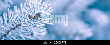 Blue pine branches. Frozen evergreen pine branch on one of the first cold mornings. Hoar frost on the young green fir tree branch, needles close-up Stock Photo