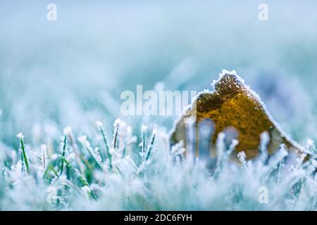 Frost on leaf in cold winter on the grass in park. Natural oak leaf background. Frozen grass, the surface of which is the maple leaf. Close-up. Stock Photo