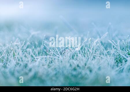 Frosty winter garden macro. Cold weather background concept. Frozen grass on the meadow with copy space. Stock Photo