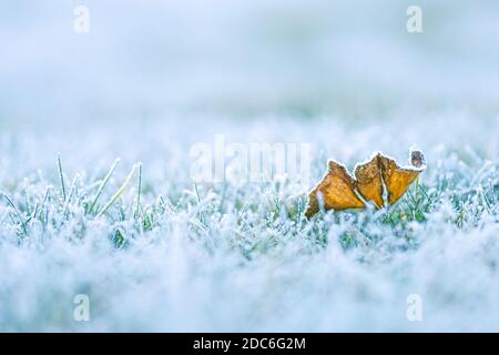 Frost on leaf in cold winter on the grass in park. Natural oak leaf background. Frozen grass, the surface of which is the maple leaf. Close-up. Stock Photo