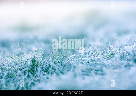 Frosty winter garden macro. Cold weather background concept. Frozen grass on the meadow with copy space. Stock Photo