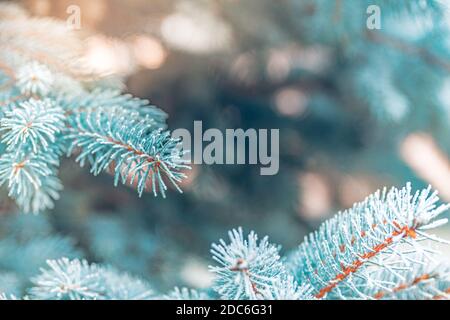 Blue pine branches. Frozen evergreen pine branch on one of the first cold mornings. Hoar frost on the young green fir tree branch, needles close-up Stock Photo