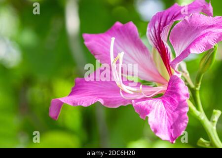 Exotic tropical flower on blurred green garden. Tranquil floral backdrop, bright Stock Photo