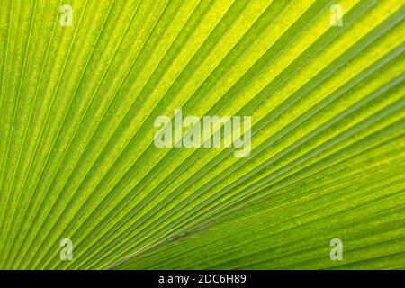 Palm leaf pattern background. Natural green closeup, artistic tropical nature. Rays of the sun through palm leaves. Soft focus. Jungle nature. Stock Photo