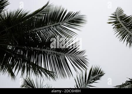 Beautiful dark palms leaf on white background Stock Photo