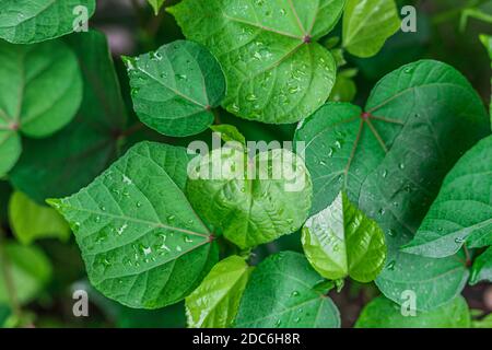 Green leaf with waterdrops after rain. Beauty in nature closeup, Fresh green leaves with water drops Stock Photo