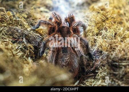 Single Chilean Rose Tarantula spider - latin Gramostola rosea - known also as Rose hair tarantula, Chilean fire tarantula natively inhabiting Chile in Stock Photo
