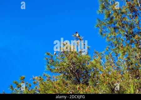 Single Eurasian Magpie bird - latin Pica pica - known also as Common magpie natively inhabiting broadly Eurasian continent on a Pine tree in city park Stock Photo