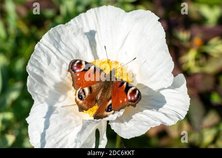 Peacock butterfly (Aglais io) with wings outstretched feeding on a white Romneya flower plant, stock photo image Stock Photo