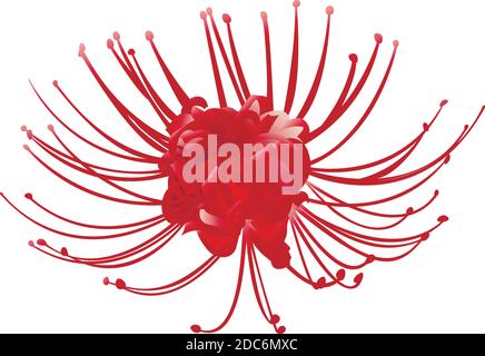 Hand drawn red spider lily 3d isolated on white background. Stock Vector