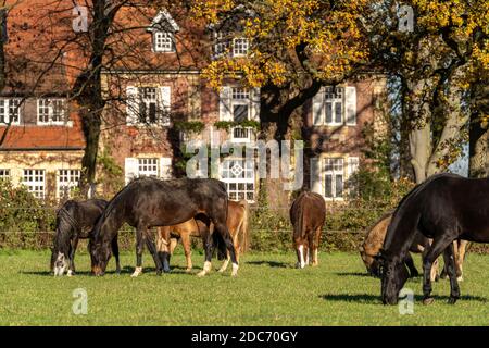 Pferde auf der Weide am Ponyhof Schleithoff, Havixbeck, Münsterland, Nordrhein-Westfalen, Deutschland  |   horses grazing on the green at Ponyhof Schl Stock Photo