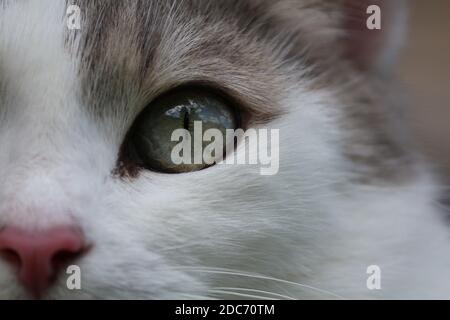 Green cat's eye close up. A gray cat with green eyes and a pink nose. The sky with clouds is reflected in the cat's eye. Stock Photo