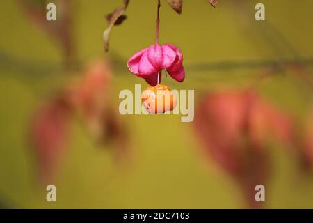 Ripe orange fruit of Euonymus verrucosus with pink umbrella on a background of yellow golden foliage in the forest on an autumn day. Stock Photo