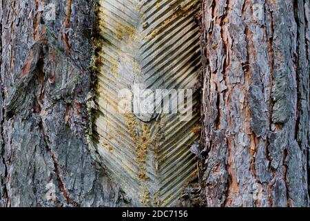 Notches on the trunk of the pine where the bark of the tree was cut off for the extraction of resin. Rough, symmetrical brown wood structure. Russia. Stock Photo
