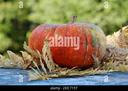 Ripe orange pumpkin with dry yellow fern leaves on an old wooden table covered with blue paint, in sun glare against the green background at autumn Stock Photo