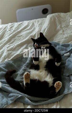 Black and white cat sleeping on back Stock Photo
