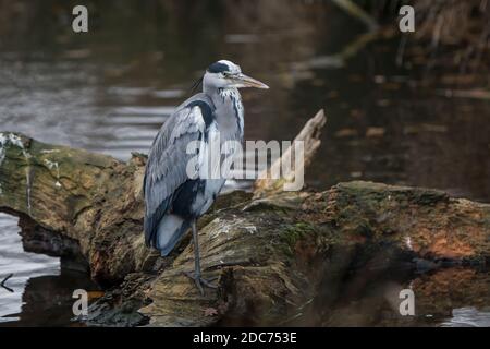 Grey Heron sitting on log resting one leg Stock Photo
