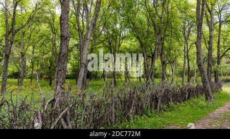 Walnut trees in a walnut forest in Arslanbob in Kyrgyzstan. Stock Photo