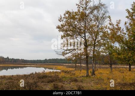 Oak trees in autumn at beautiful lake at nature reserve 'Heihorsten' in the Netherlands Stock Photo