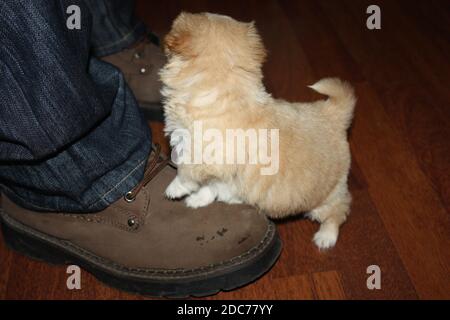 Close up of a cute puppy on a shoe Stock Photo