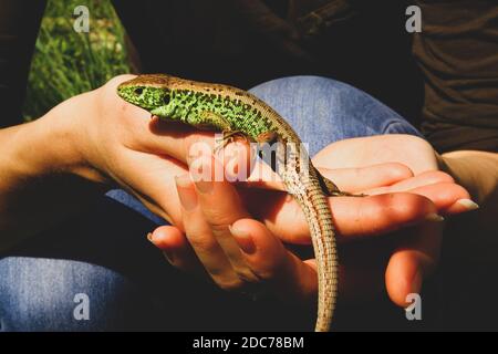 A lizard on a woman's hands Stock Photo