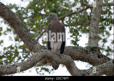 Grey-headed fish eagle perched in a tree looking over the lake Stock Photo