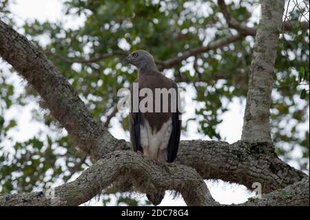 Grey-headed fish eagle perched in a tree looking over the lake Stock Photo