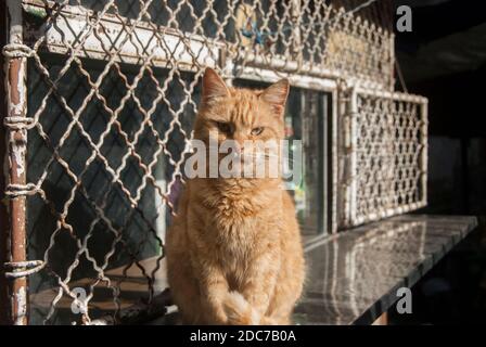 Red ginger tabby street cat closeup in sunny day Stock Photo