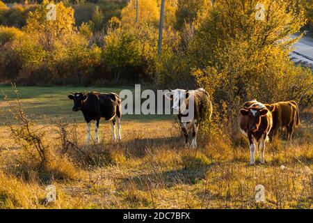 A herd of cows on the background of the autumn forest. Beautiful red-and-white cows and calves graze in the evening in the meadow. Autumn colorful lan Stock Photo
