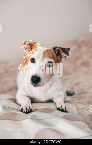 Funny dog with Christmas sparkling garland on his head, ready for the masquerade Stock Photo