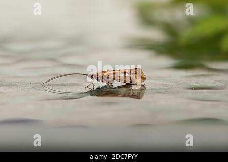 Crane Fly (Tipula paludosa) Stock Photo