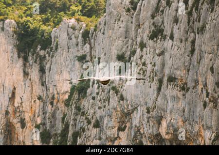 Verdon Gorge, France. Eagle Flying Over Beautiful Landscape Of The Verdon Gorge In South-eastern France Stock Photo