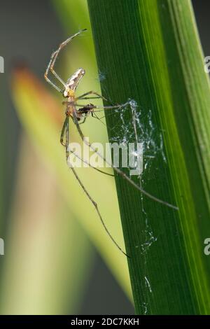 Long-jawed orbweaver / Common Stretch spider (Tetragnatha extensa) with small insect prey on a river bank reed leaf, Wiltshire, UK, May. Stock Photo