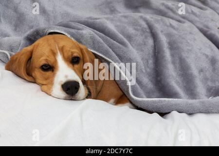 Beagles sleeping under covers best sale