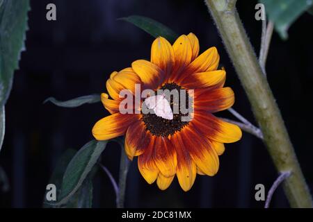 A beautiful view of a tiny purple butterfly on a yellow sunflower on a dark background Stock Photo