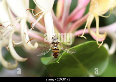 A macro shot of a bee with transparent wings landed on the petals of a pink flower Stock Photo