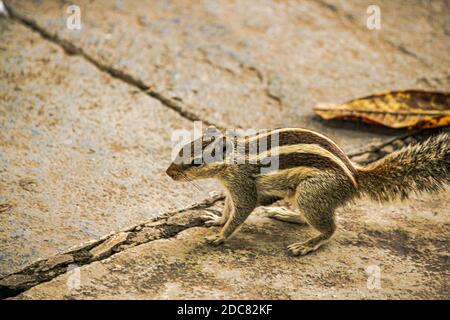 Squirrel or chipmunks in rajasthan , india/ indian wildlife, cute rodent animal Stock Photo